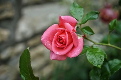 Close-up of a rose 