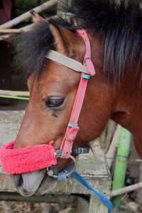 Close-up of a horse