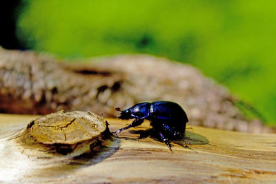 Close-up of metallic blue beetle on wood