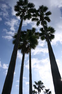 Low angle view of coconut palm trees against sky