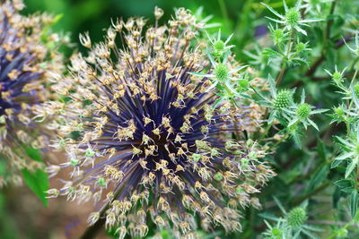 Close-up of flowering plant