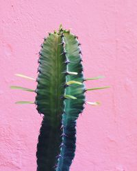 Close-up of pink flowering plant against wall