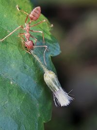 Close-up of insect on leaf