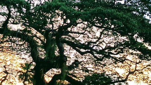 Close-up of flower tree