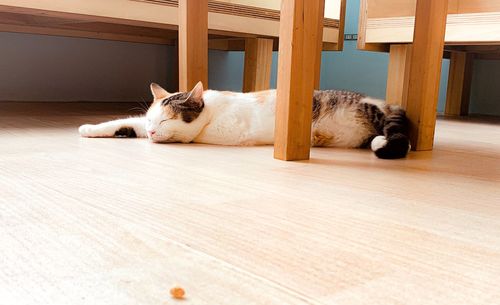 Cat sleeping on wooden floor