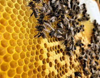 Close-up of bees on honeycomb