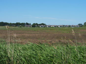 Scenic view of field against clear sky