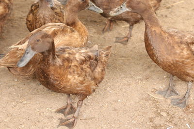 High angle view of duck on field