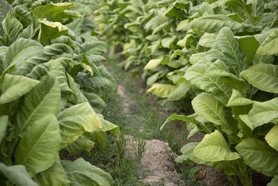 Plants growing on field