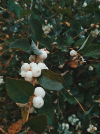 Close-up of apple on plant