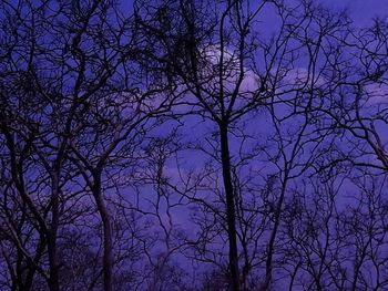 Low angle view of bare trees against sky at night