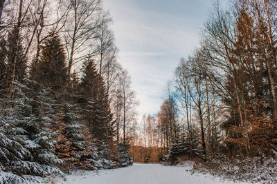 Bare trees on snow covered land against sky