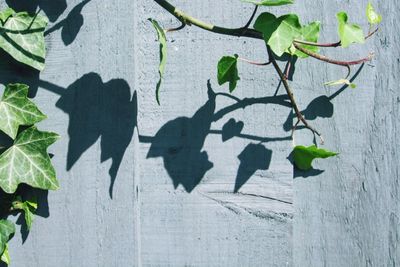 Close-up of leaves against wall