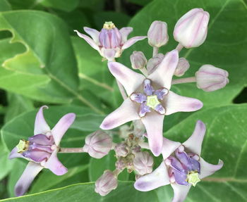 Close-up of purple flowering plant leaves in park