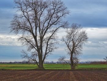 Bare tree on field against sky