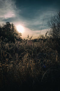 Silhouette plants against sky during sunset