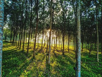 View of trees in forest