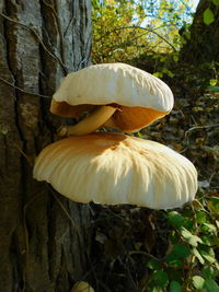 Close-up of mushroom growing in forest