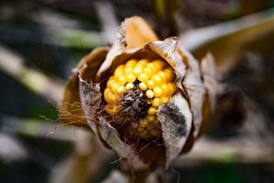 Close-up of wilted plant on field