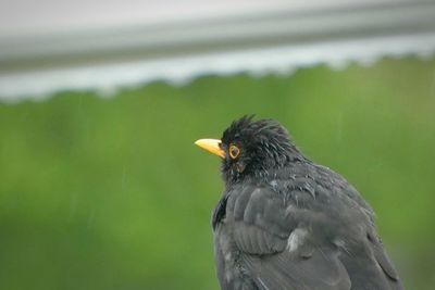 Close-up of a bird looking away