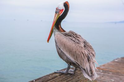 Close-up of pelican perching on lake