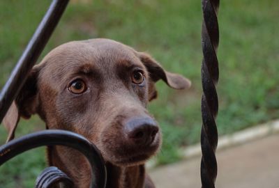 Close-up portrait of dog