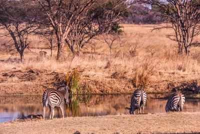 Zebra near watering hole 