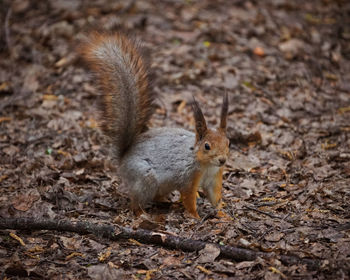 Close-up of squirrel