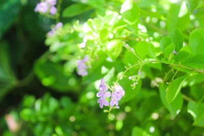 Close-up of pink flowering plant