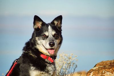Close-up portrait of dog by sea against sky