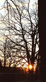 Silhouette of trees at sunset