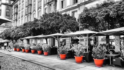 Plants growing in front of building