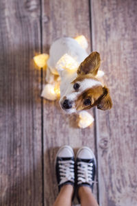 Low section of person with dog standing on wood