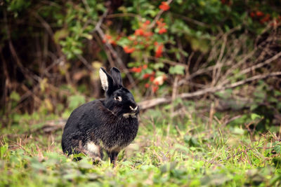 Close-up of rabbit sitting on grass