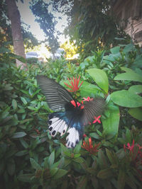 Bird flying in a green flower