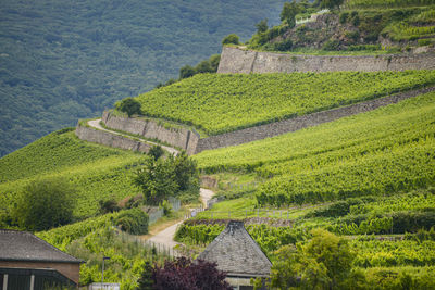 Beautiful wineries in the summer season of western germany, visible road between rows of grapes.