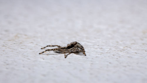 Close-up of insect on sand