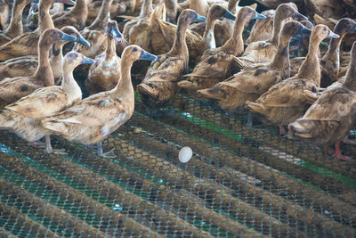 High angle view of birds on land