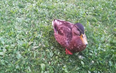 Close-up of bird on field