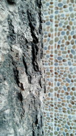 Close-up of tree trunk