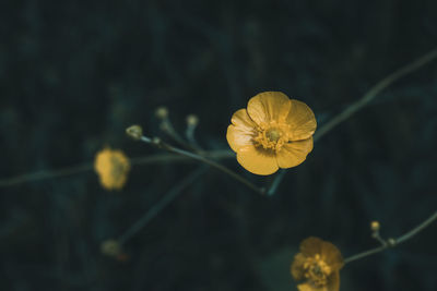 Close-up of yellow flowering plant