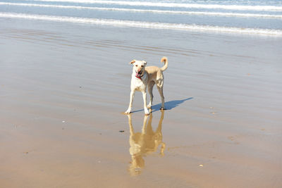 Dogs running at beach