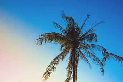 Low angle view of palm tree against clear blue sky