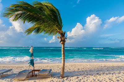 Scenic view of palm trees on beach against sky