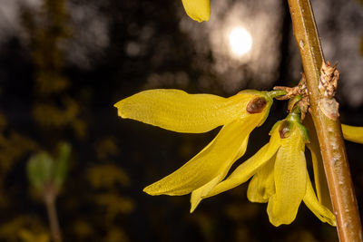 yellow