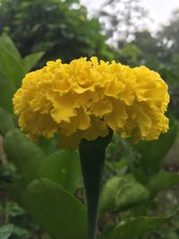 Close-up of yellow flowers blooming outdoors