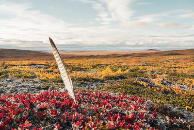 Scenic view of flowering plants on land against sky