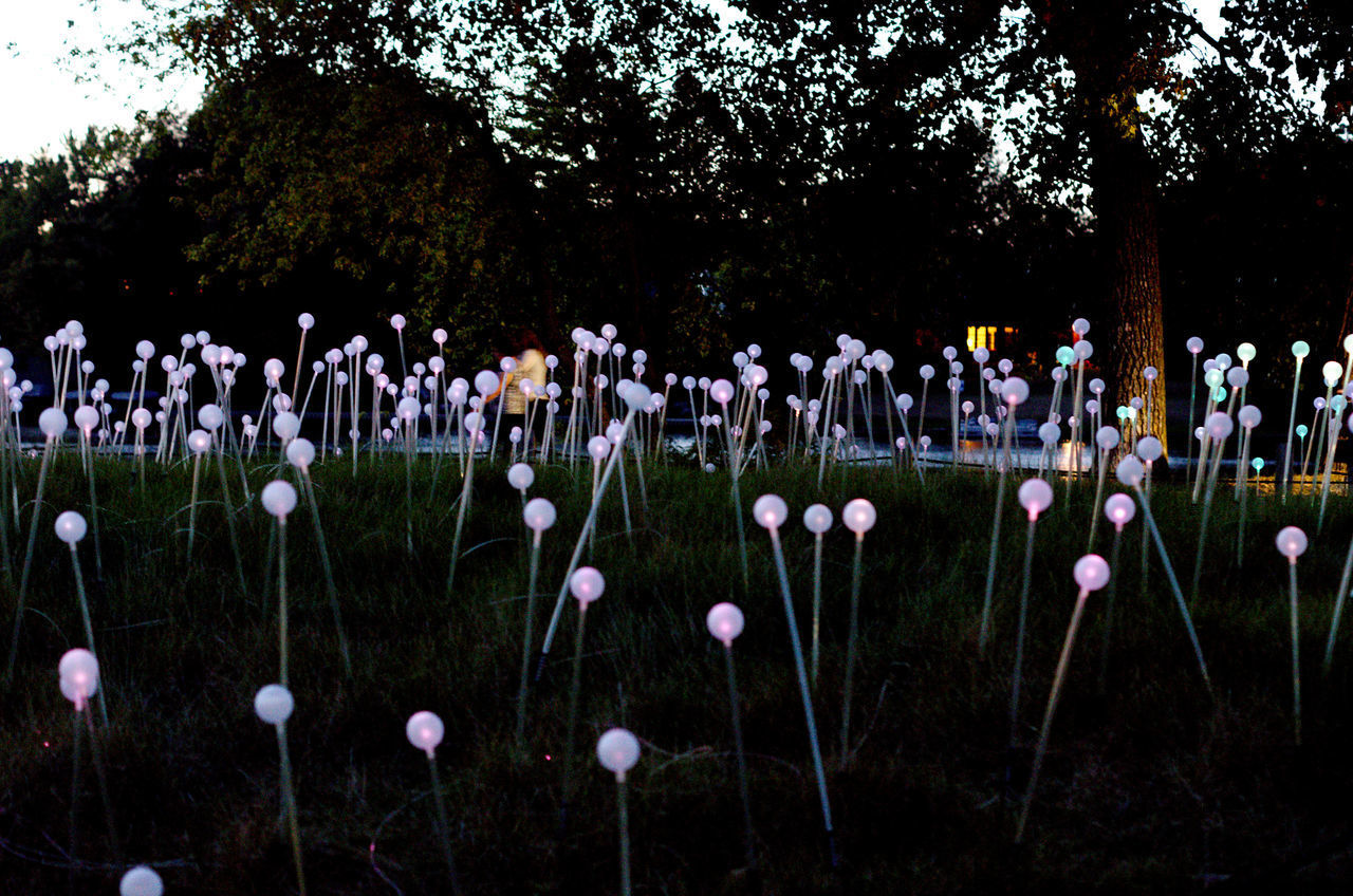 SCENIC VIEW OF FLOWERING PLANTS ON FIELD