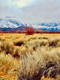 Scenic view of snowcapped field against sky
