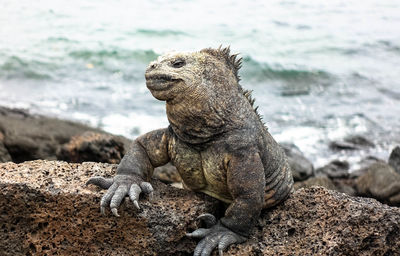 Close-up of lizard on rock at shore